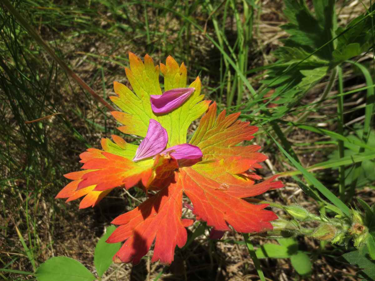 colored leaves by Susan Fluegel